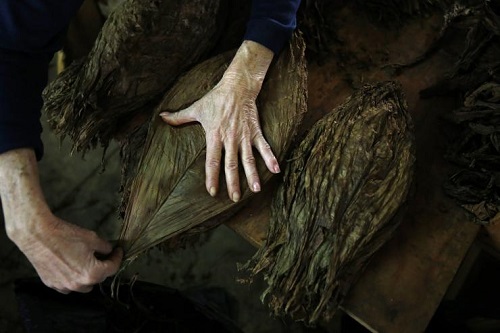 tobacco leaves